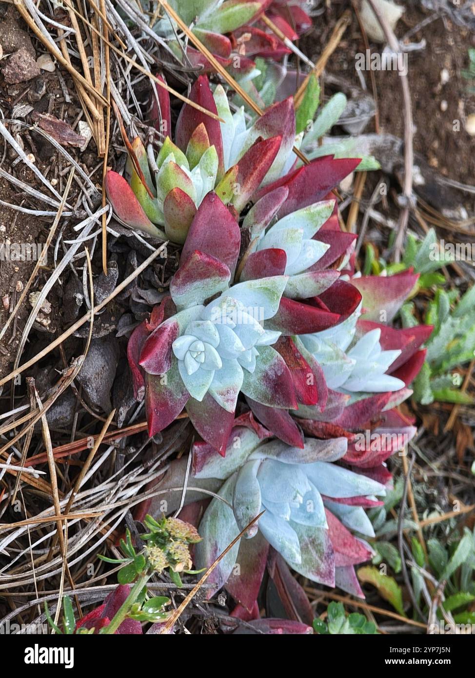 Lattuga di scoglio (Dudleya farinosa) Foto Stock