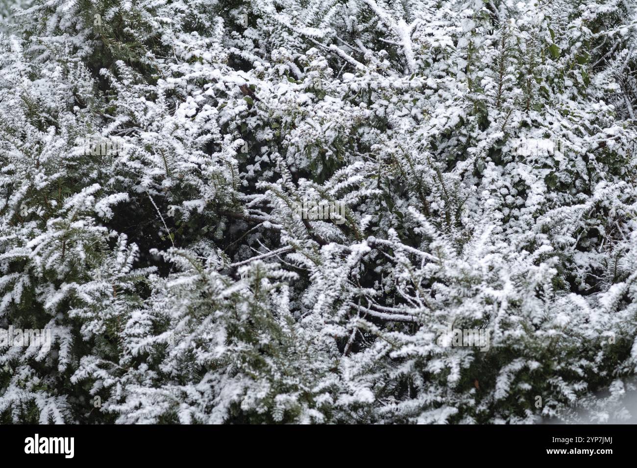 Alberi, forti nevicate d'inverno Foto Stock