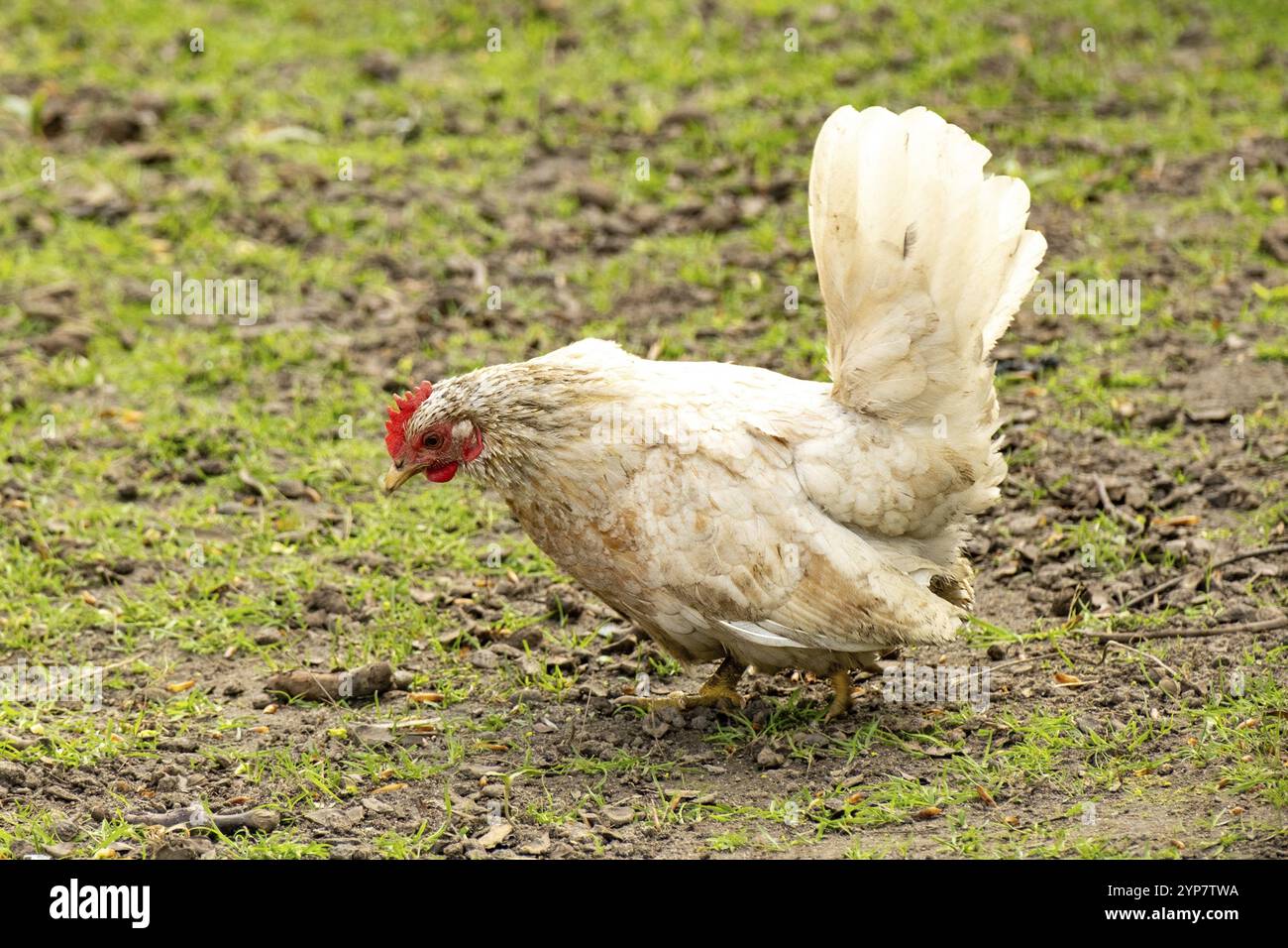 Una gallina bianca con un pettine rosso cammina sull'erba verde in un ambiente agricolo Foto Stock