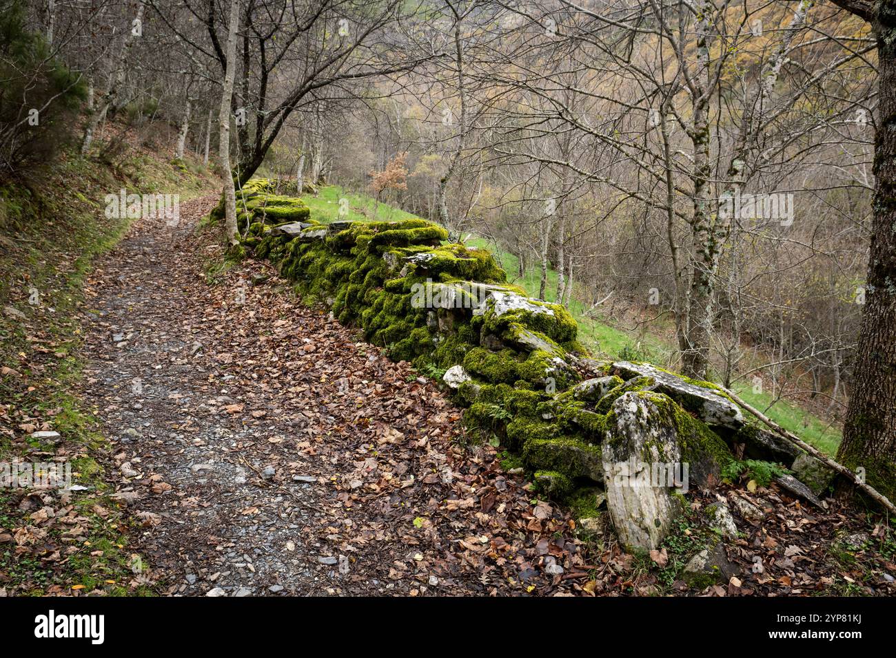 Muro di pietra Mossy che corre lungo il sentiero escursionistico nella foresta autunnale Foto Stock