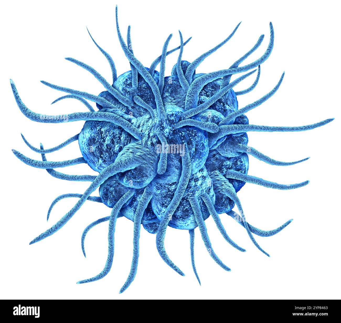 Fagociti un tipo di globuli bianchi o leucociti come una cellula immunitaria che ingloba e digerisce particelle nocive con pseudopodia estesa per catturare ba Foto Stock