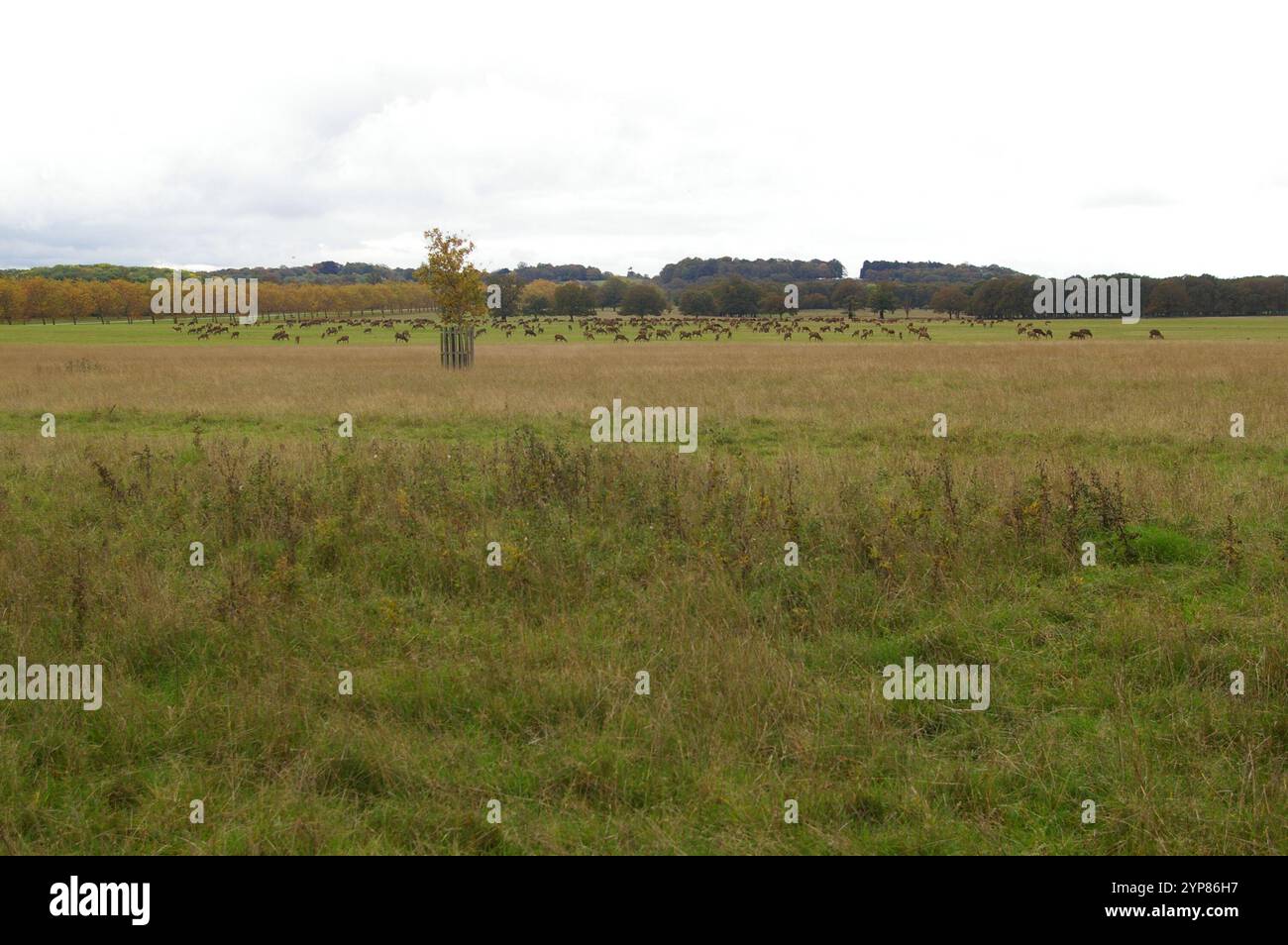 Pascolo di cervi nel Windsor Great Park - con colori autunnali Foto Stock