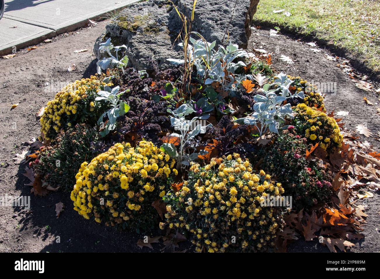 Piante autunnali che crescono nel giardino di High Park su Bloor Street West a Toronto, Ontario, Canada Foto Stock