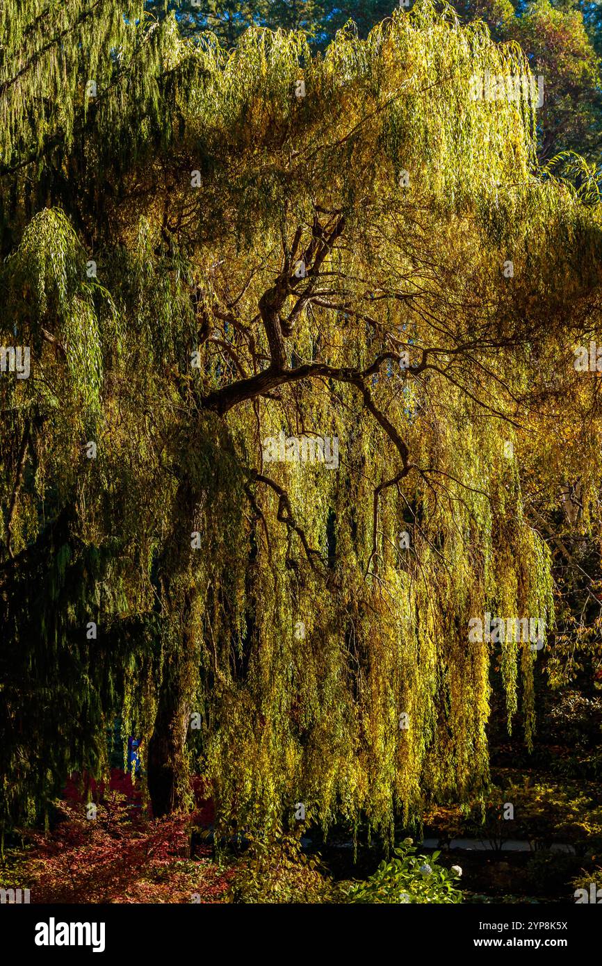 Un albero con foglie gialle e marroni. L'albero è alto e ha molti rami Foto Stock