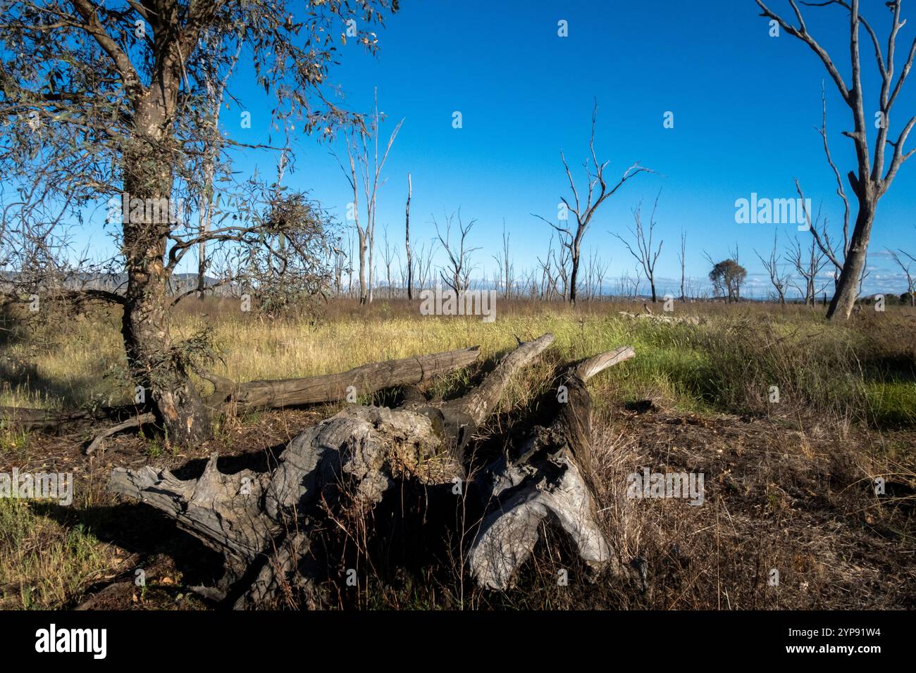 Gomme rosse e boschi erbosi nelle Winton Wetlands. Benalla, Victoria, Australia Foto Stock