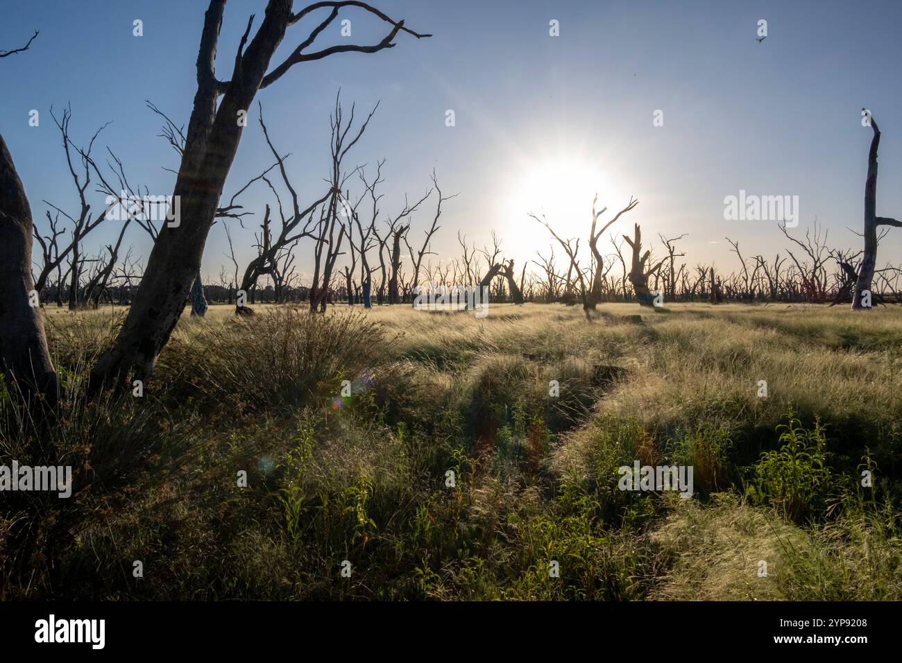 Gomme rosse e boschi erbosi nelle Winton Wetlands. Benalla, Victoria, Australia Foto Stock