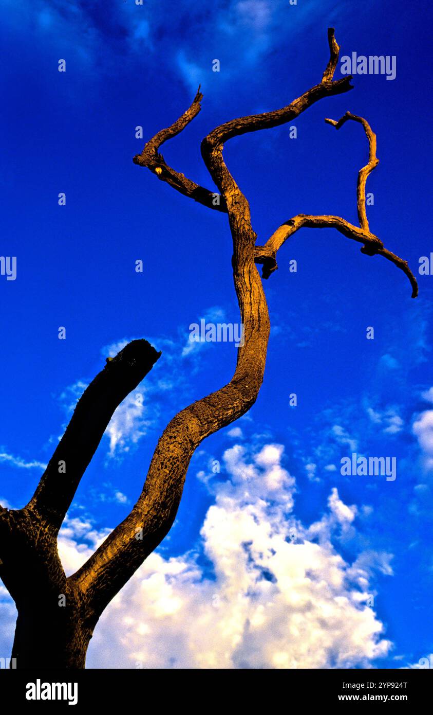 Albero senza foglie morto, Pilbara, Australia nordoccidentale Foto Stock