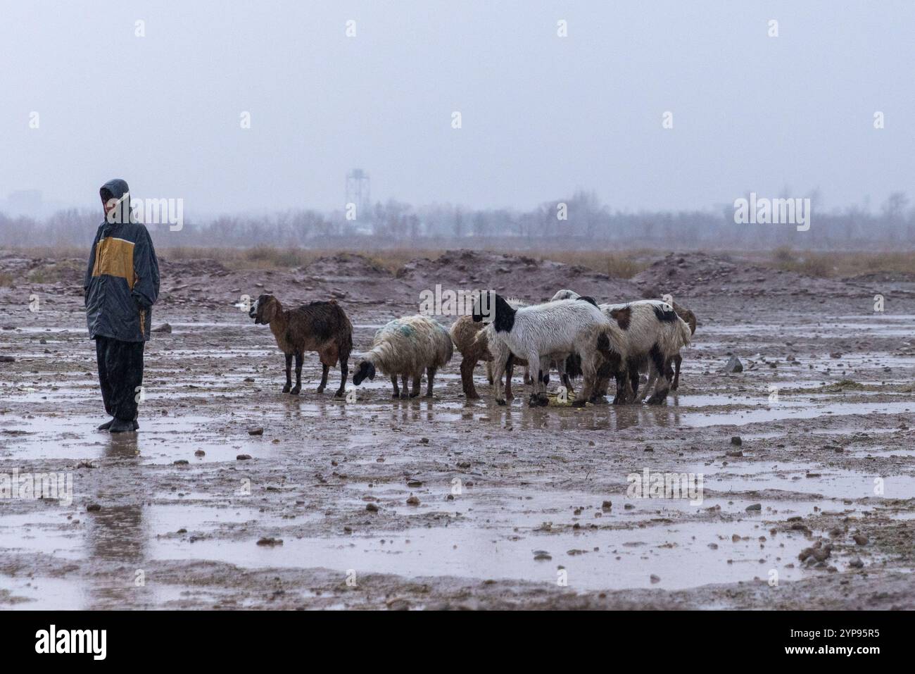 Forti piogge nella provincia di Herat hanno costretto molti pastori, che ogni venerdì si riunivano per vendere le loro pecore nel vecchio mercato, a interrompere il loro lavoro. Foto Stock