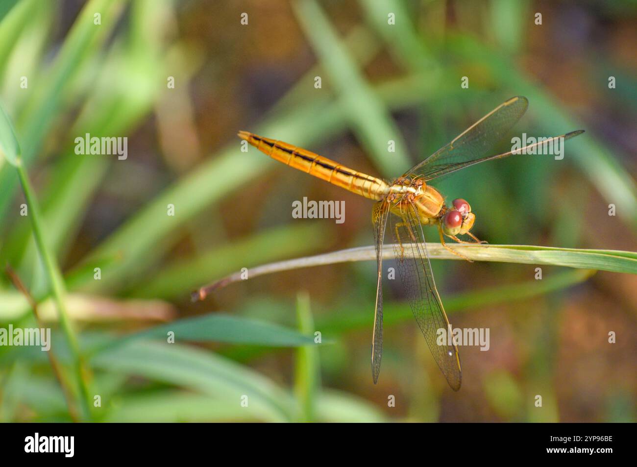 Una libellula dorata appollaiata su un'erba. Fotografato nella parte occidentale di Singapore. Foto Stock