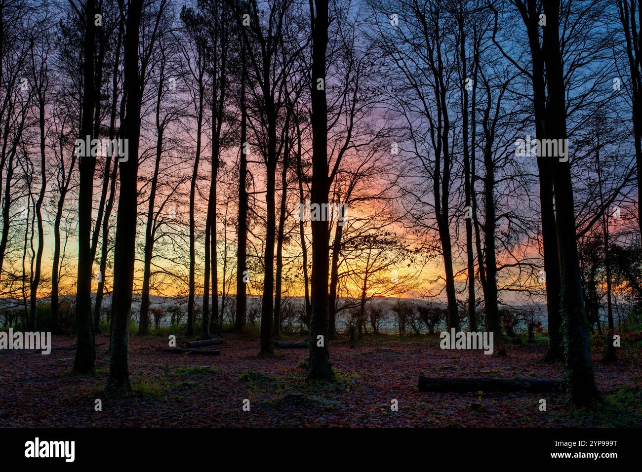 L'alba nel bosco invernale lungo il Ridgeway. Oxfordshire, Inghilterra Foto Stock