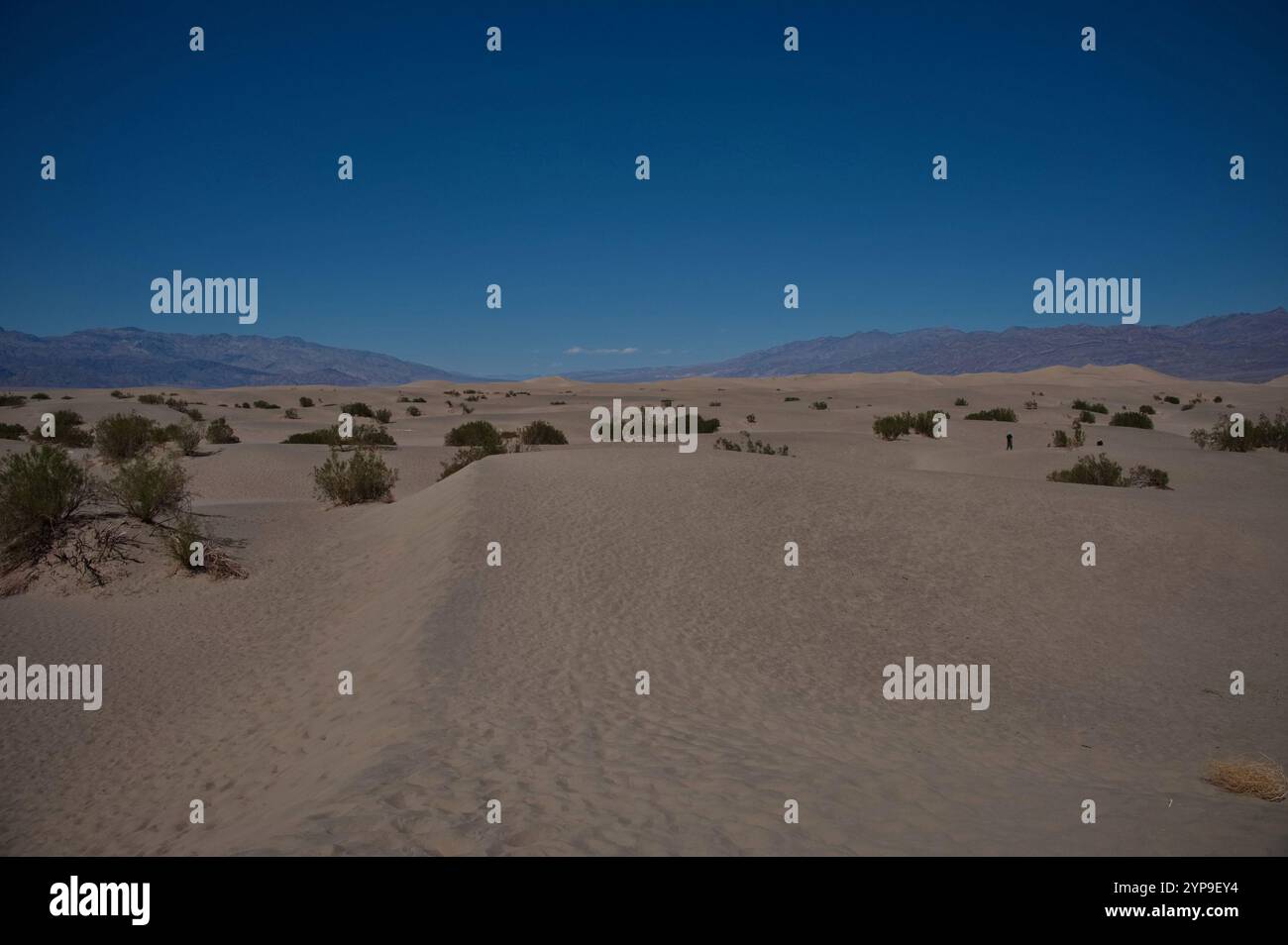 Dune ondulate di Mesquite Flat nel Death Valley National Park Foto Stock