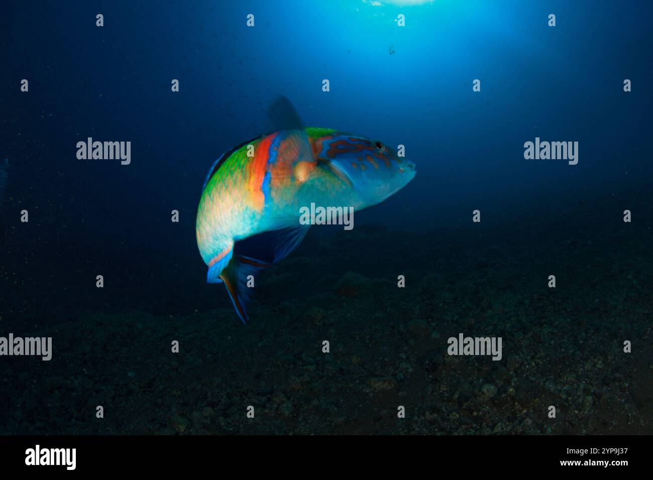 Un pesce colorato prende una svolta con lo sfondo blu navy. Foto Stock