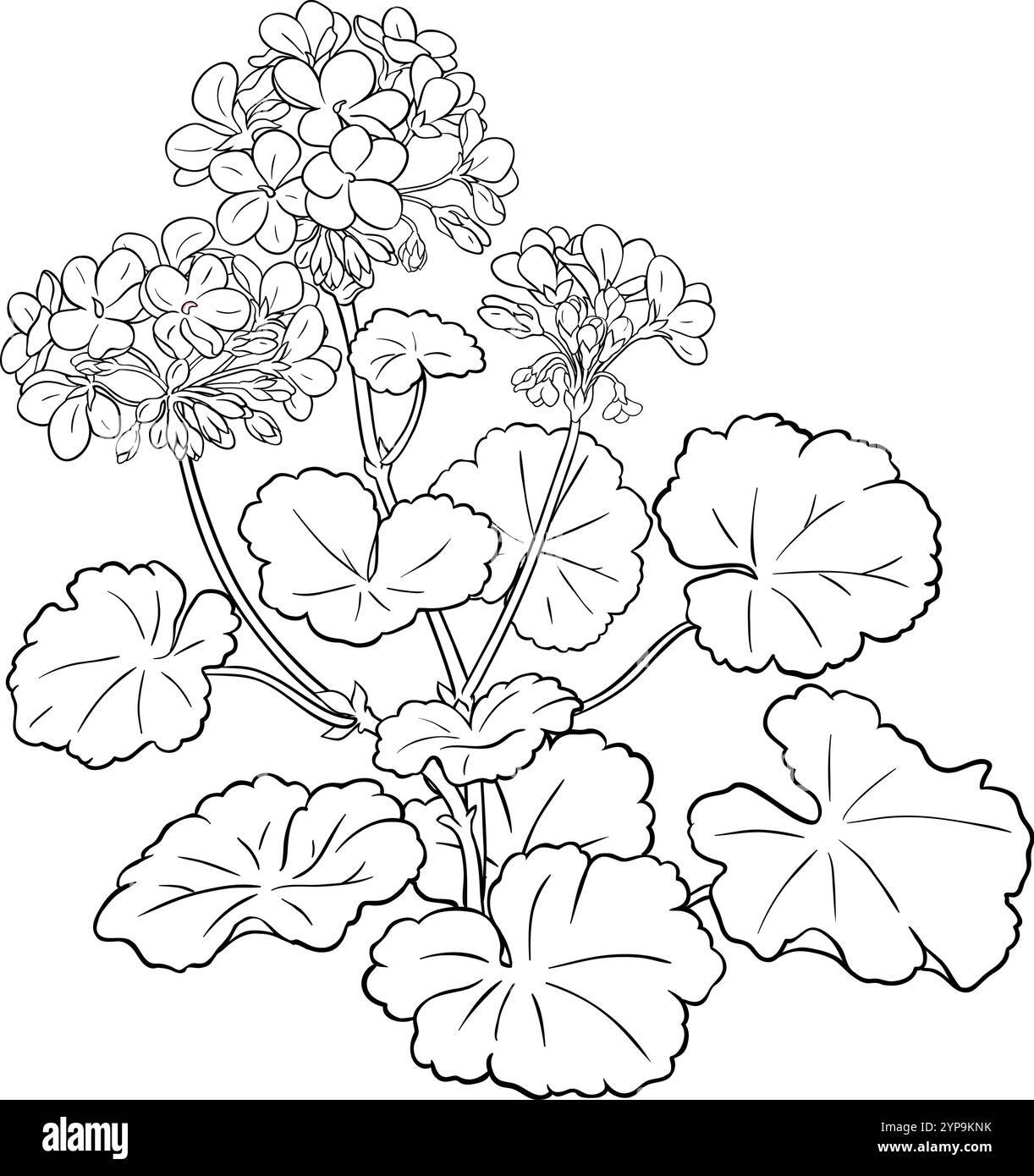 Geranium Plant with Flowers Outline Illustration. Illustrazione Vettoriale