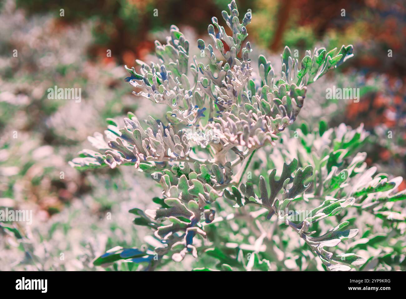 Pianta con foglie finemente divise in argento. Le foglie hanno un aspetto delicato, quasi pizzo, e la pianta sembra prosperare in un modo naturale Foto Stock