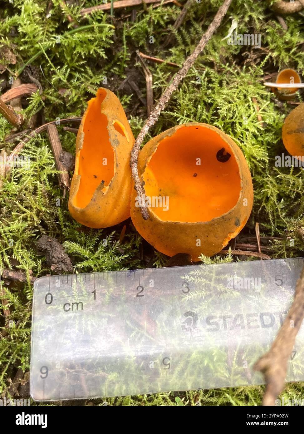 Fungo di buccia d'arancia primaverile (Caloscypha fulgens) Foto Stock