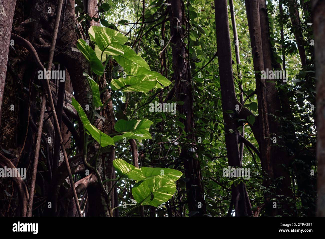 Un superriduttore lungo il tronco di un enorme albero nella giungla di Singapore Foto Stock
