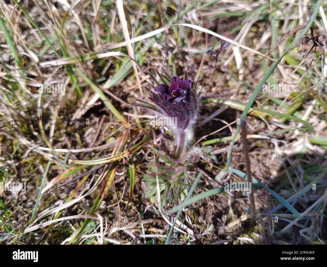 (Pulsatilla pratensis nigricans) Foto Stock