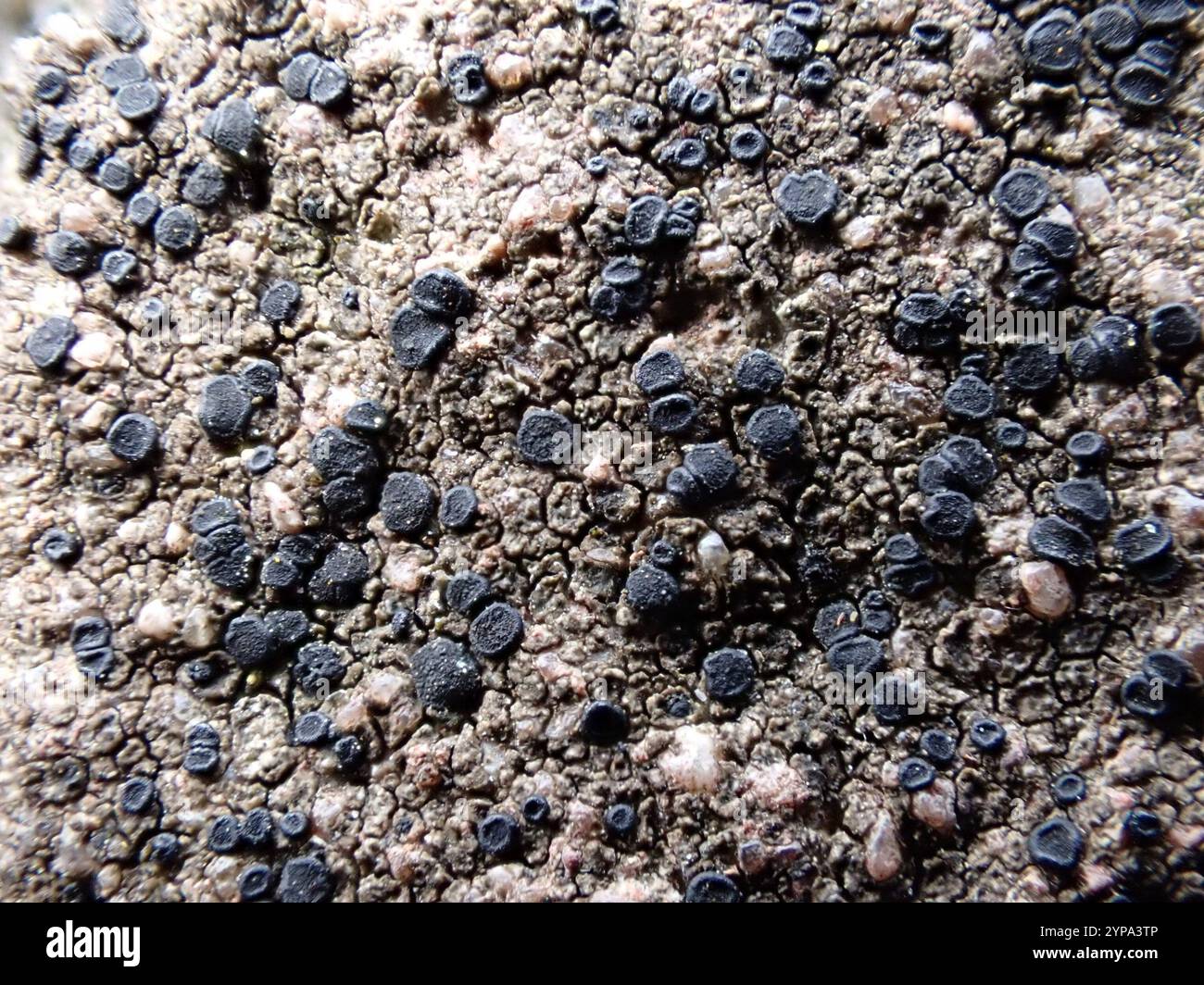 Disco di roccia Lichen (Lecidella stigmatea) Foto Stock