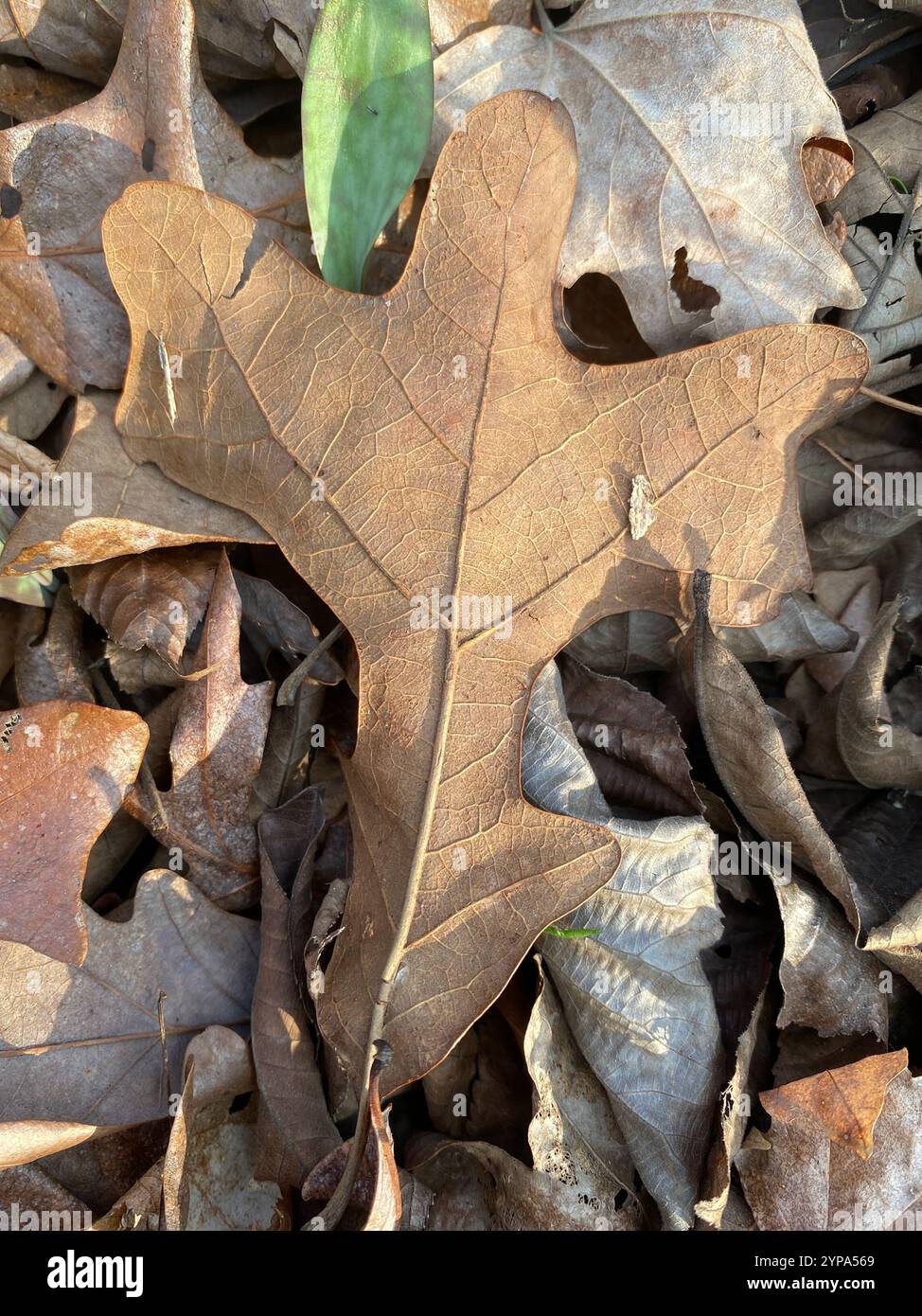Quercia (Quercus stellata) Foto Stock