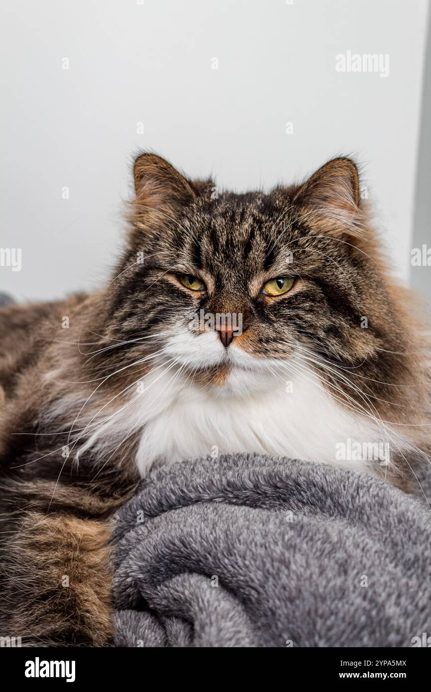 Primo piano di un gatto dai capelli lunghi con un'espressione rilassata Foto Stock