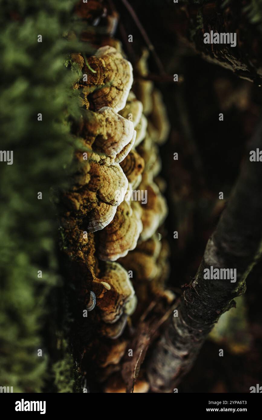 Fungo da scaffale che cresce su Forest Tree Trunk Foto Stock