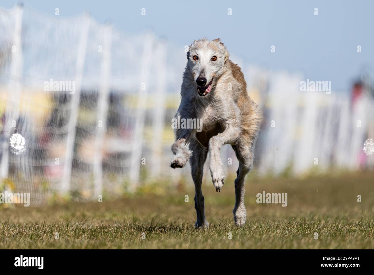 Greyhound Mix All American Dog Running Lure Course, Sprint Dog Sport Foto Stock