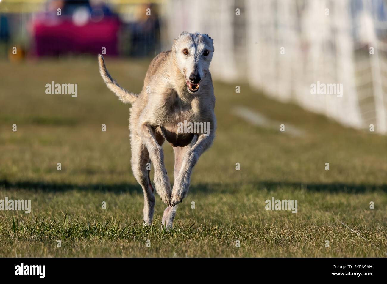 Greyhound Mix All American Dog Running Lure Course, Sprint Dog Sport Foto Stock