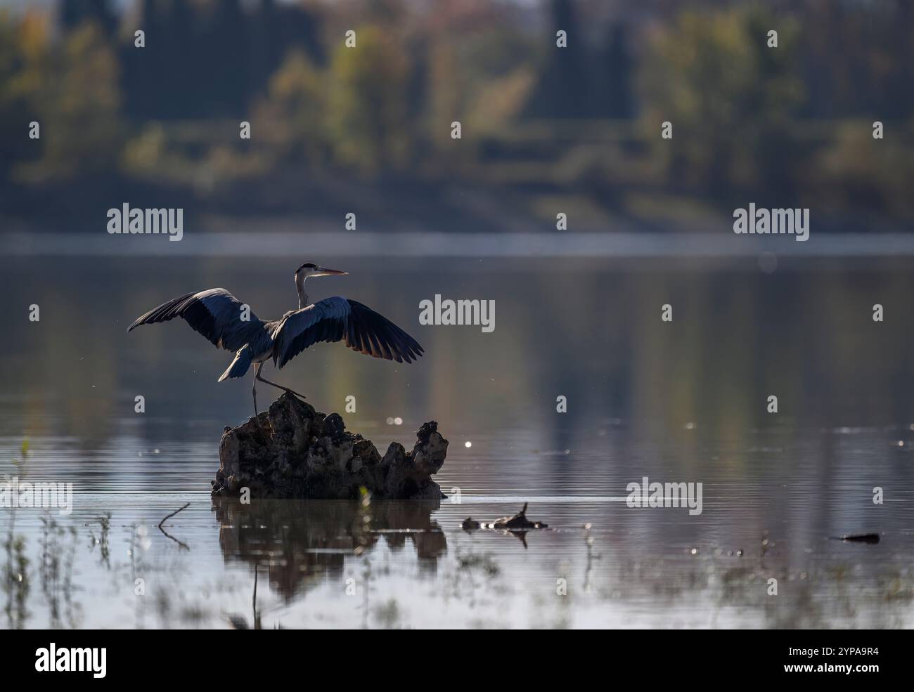 Heron tenendo spento Foto Stock
