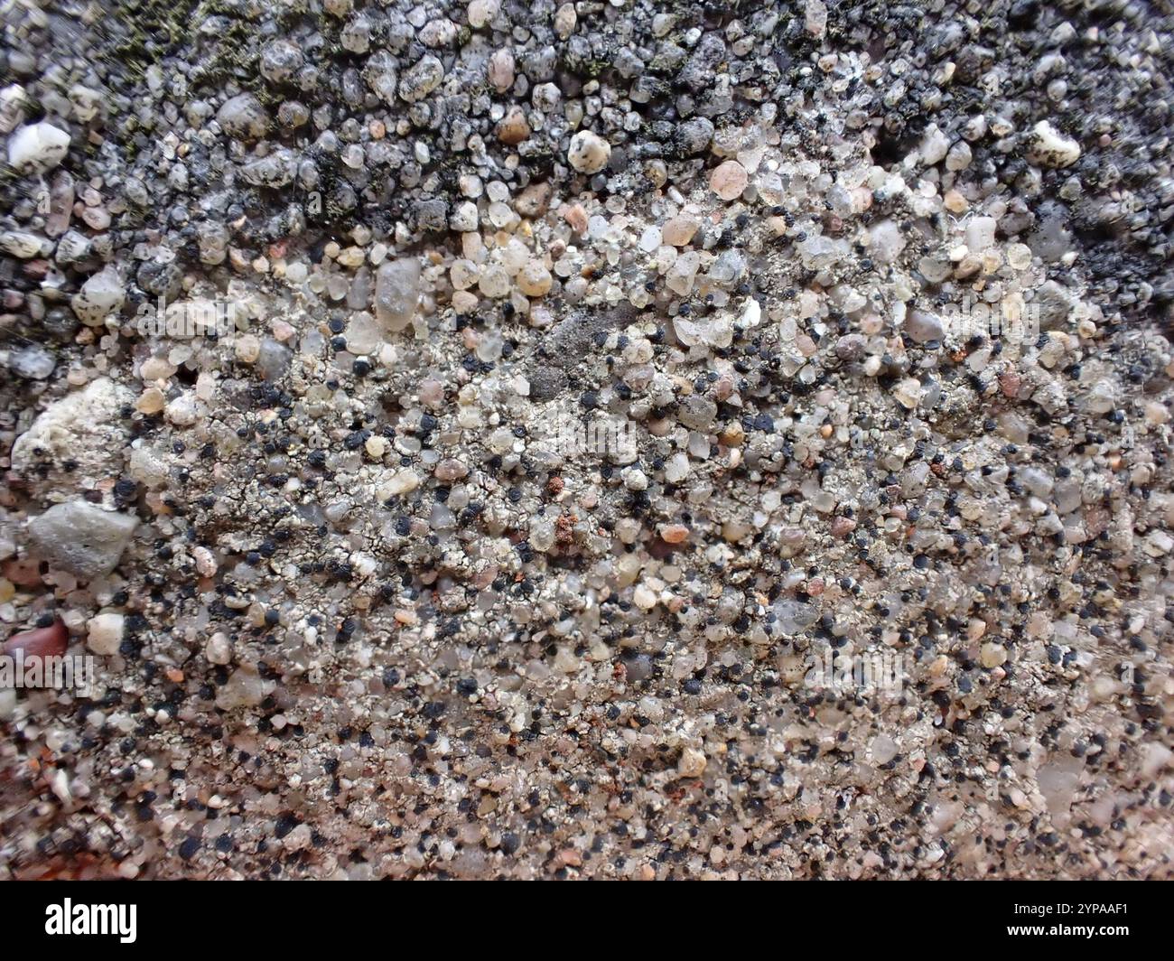 Disco di roccia Lichen (Lecidella stigmatea) Foto Stock