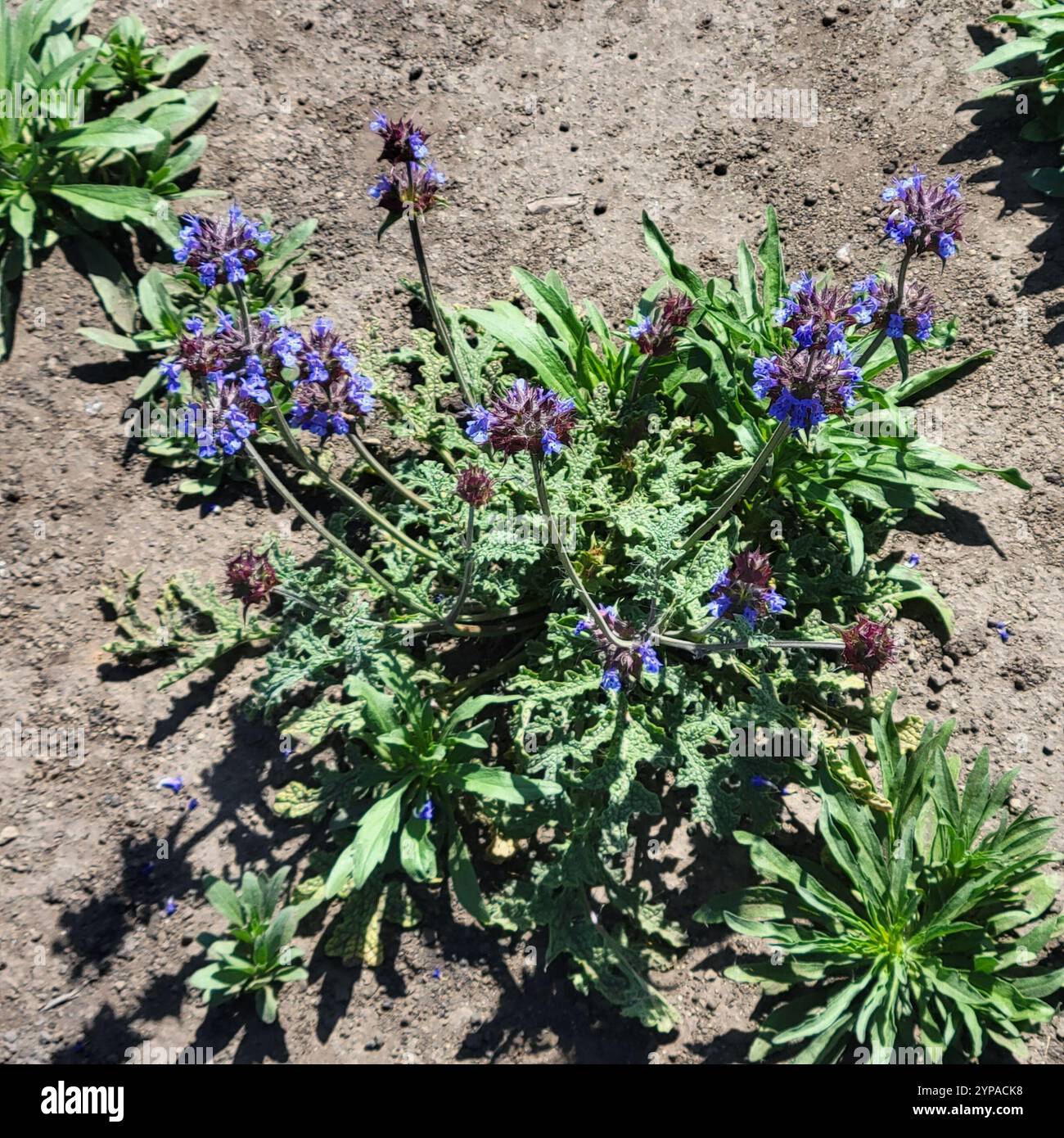 Chia (Salvia columbariae) Foto Stock