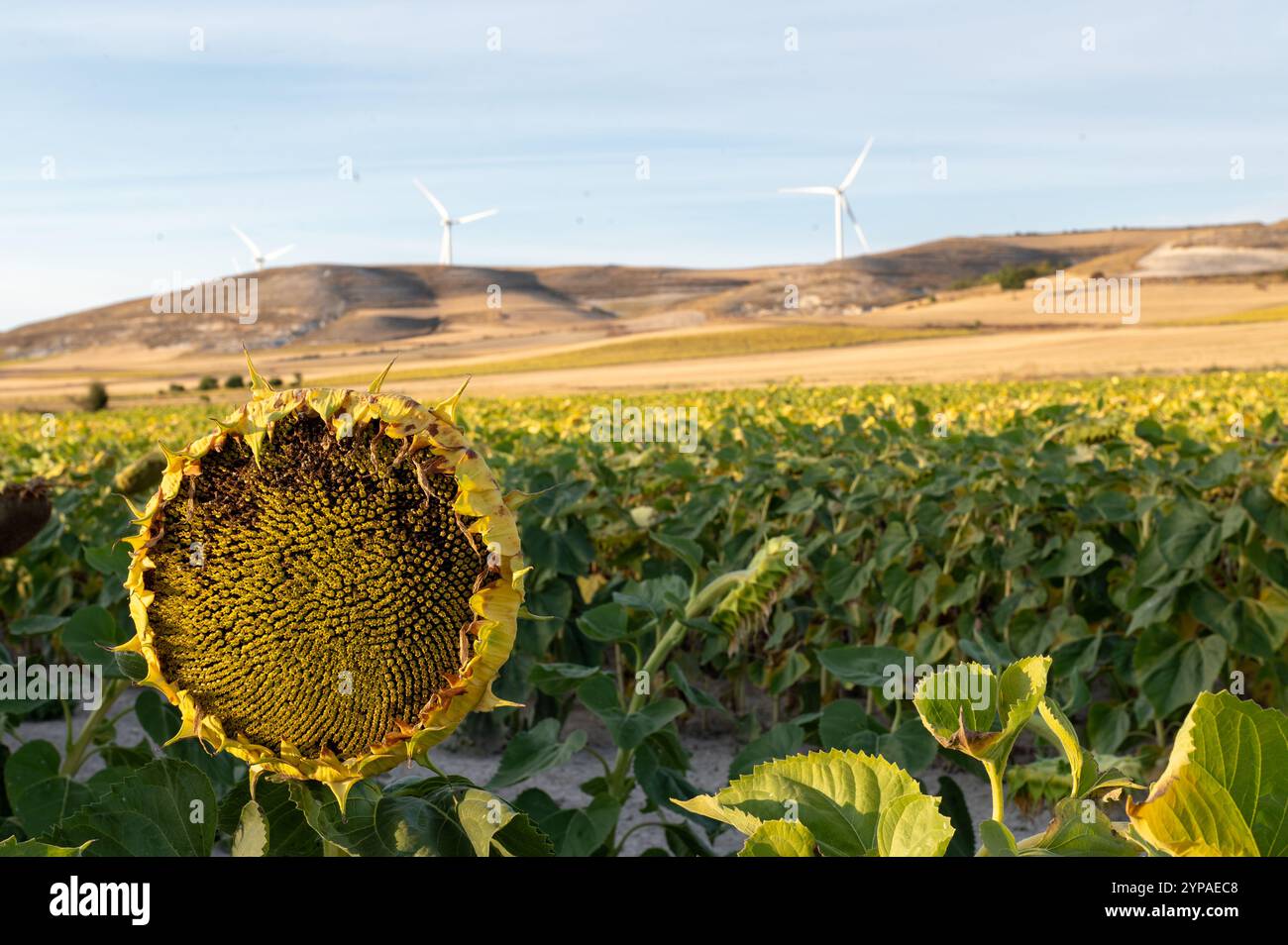 Girasoli pronti per la raccolta sul campo. Foto Stock