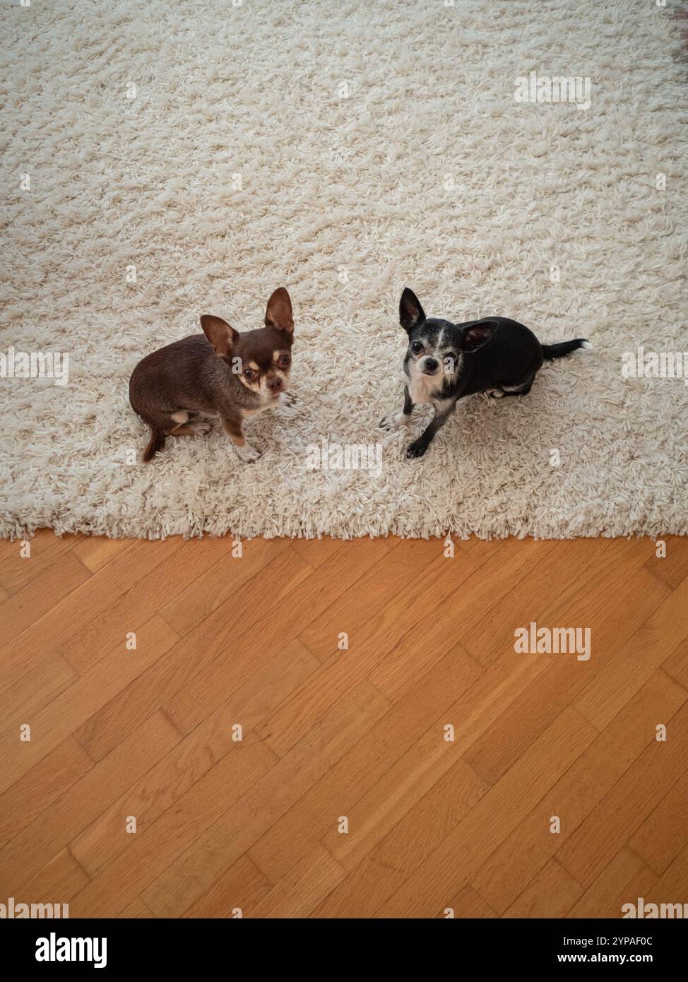 Due cani Chihuahua sul morbido tappeto che guarda la fotocamera Foto Stock