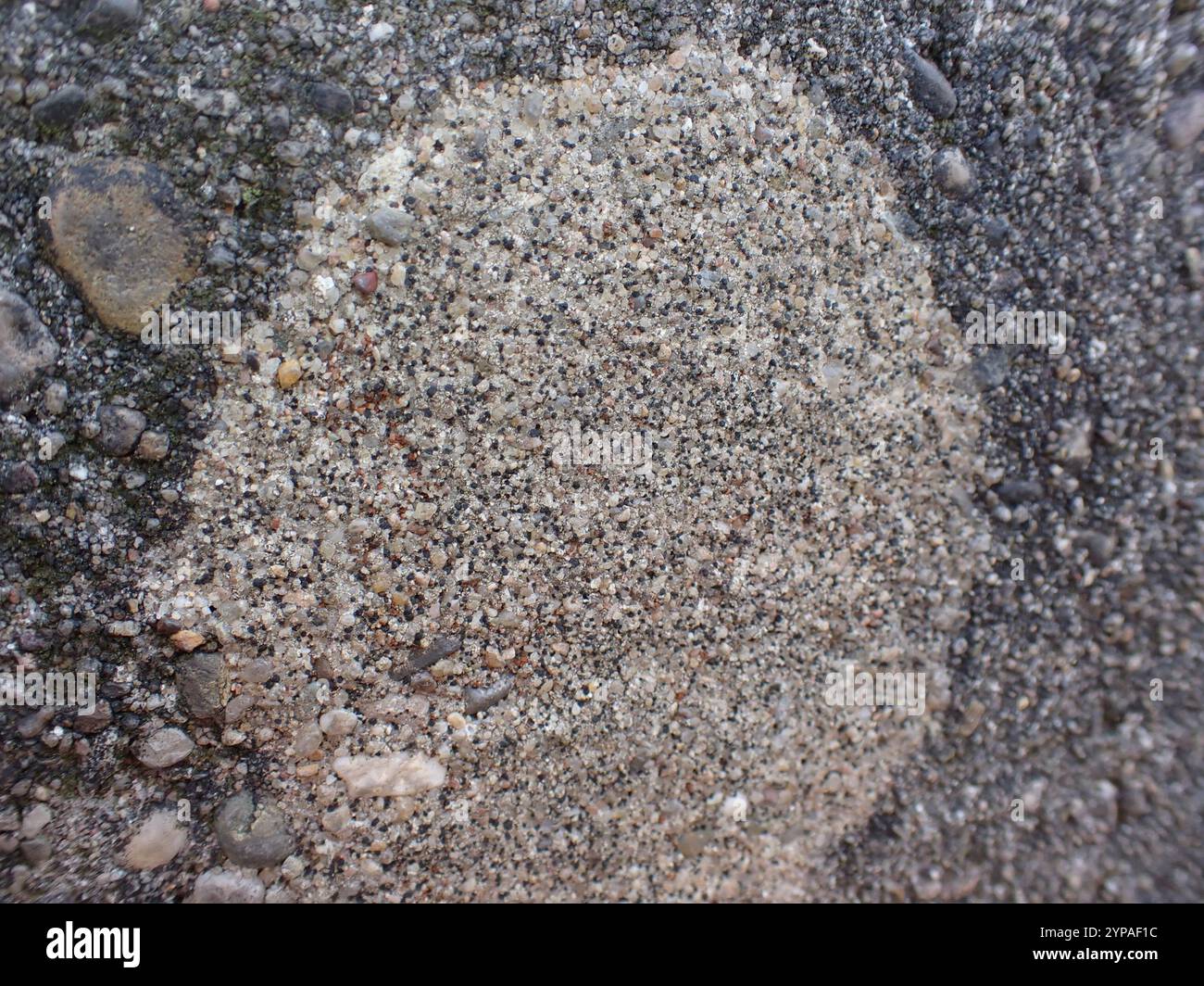 Disco di roccia Lichen (Lecidella stigmatea) Foto Stock