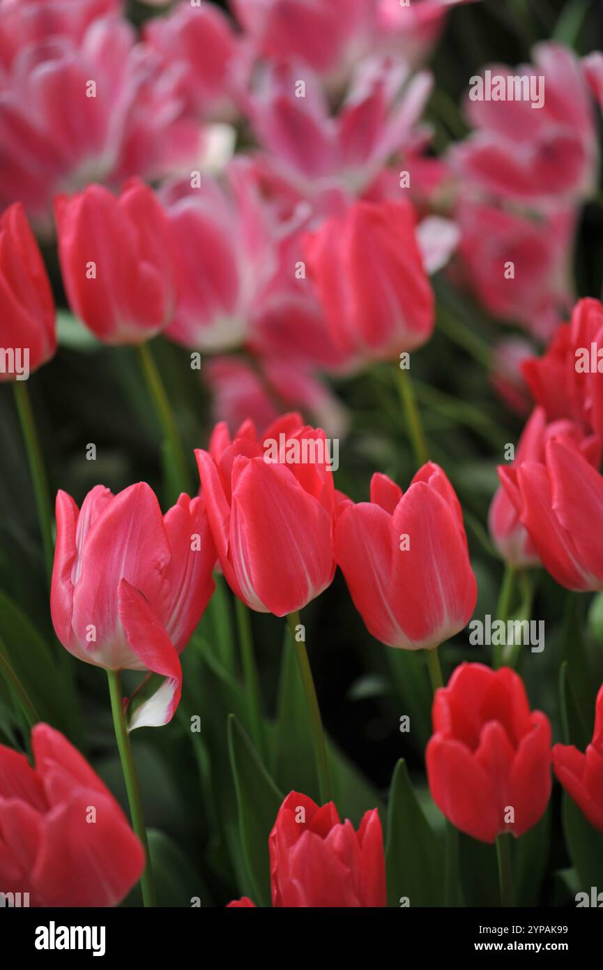 Il tulipani rossi (Tulipa) perla marmellata fiorisce in un giardino ad aprile Foto Stock