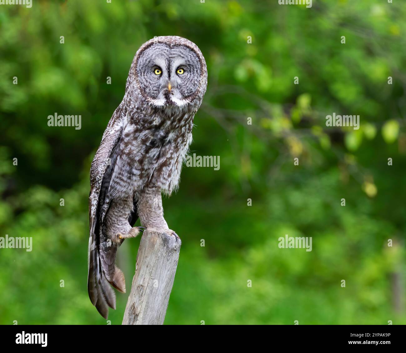Gufo grigio grande, gufo grigio grande; gufo spettrale, gufo della Lapponia, gufo dell'abete rosso, gufo barbuto; fantasma del Nord, gufo cinereo (Strix nebulosa), appollaiato Foto Stock