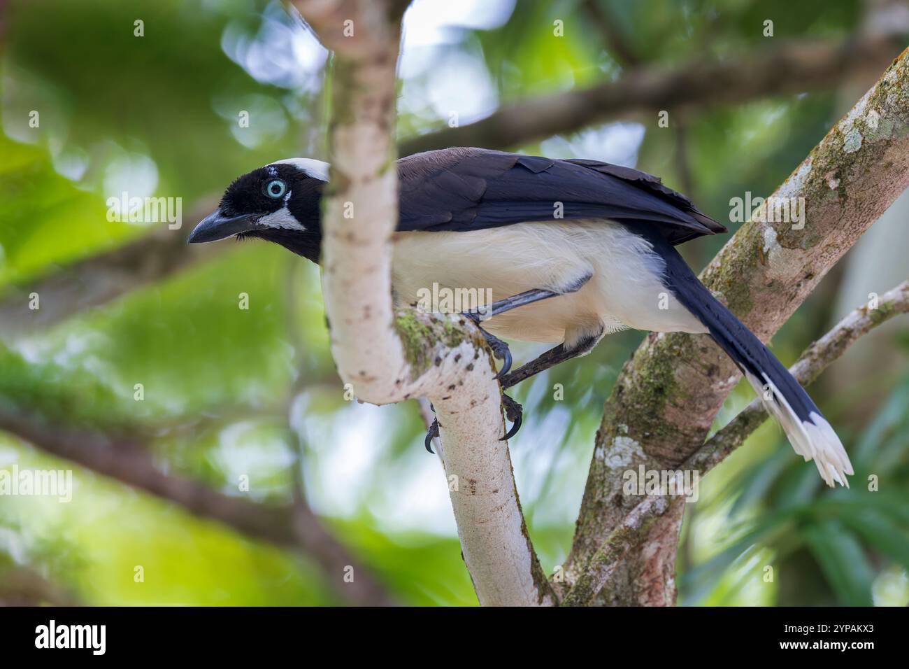 Cayenne jay (Cyanocorax cayanus), adulto seduto su un ramo, Suriname, Zanderij Foto Stock