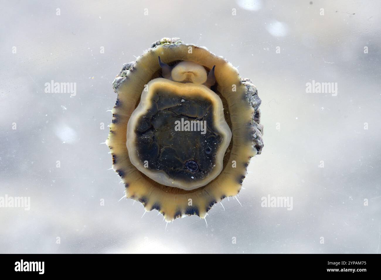 Zuppa comune, zuppa comune europea (Patella vulgata), risucchiata su un piatto di vetro, vista dal basso, Francia, Bretagna, dipartimento Cotes-d’Armor, Erquy Foto Stock