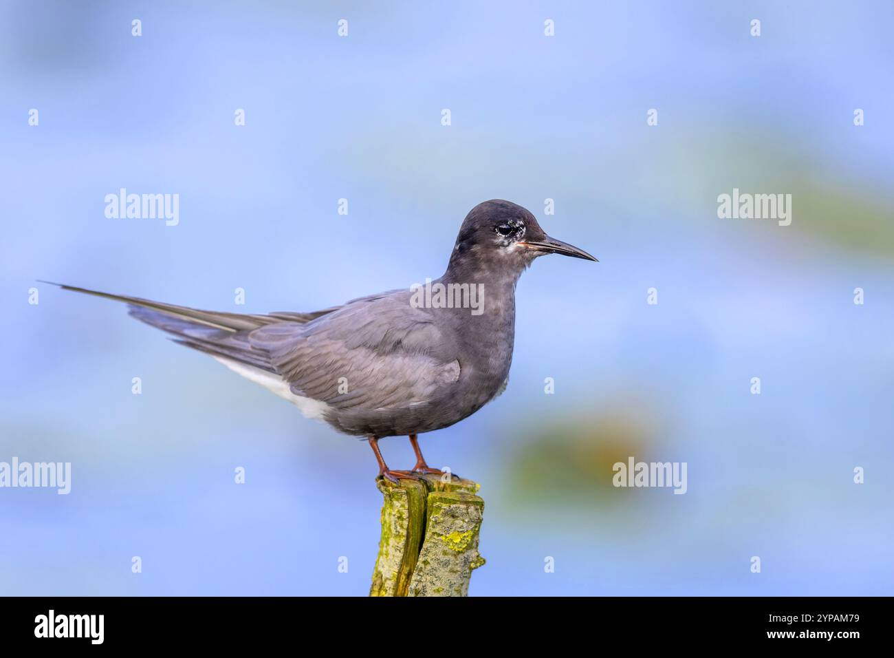 La terna nera (Chlidonias niger), nella nidificazione del piumaggio, si erge su un palo, Paesi Bassi, Frisia, De Tike Foto Stock