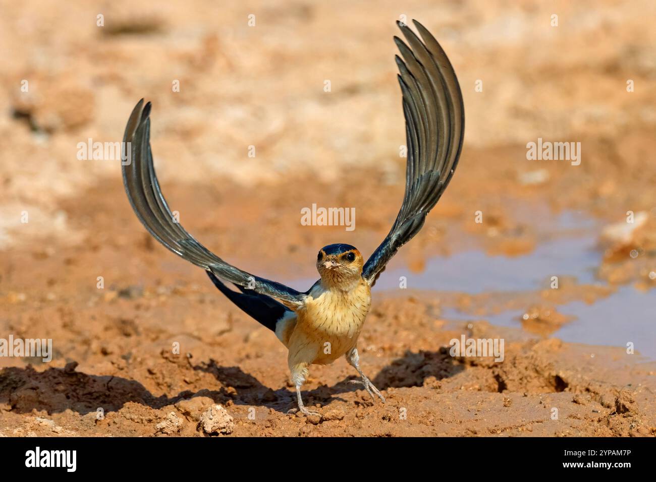 Rondine rossa, rondine rossa europea (Hirundo daurica, Cecropis daurica), a partire dalla riva con fango raccolto nel becco, vista frontale Foto Stock