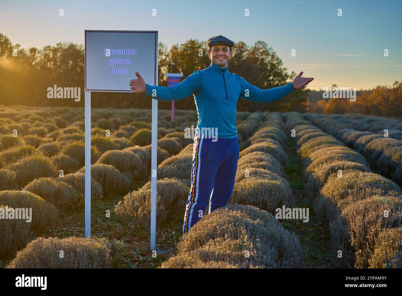 Felice agricoltore che presenta la sua piantagione di lavanda rifilata all'inizio dell'inverno, pronta per la produzione dell'anno successivo Foto Stock