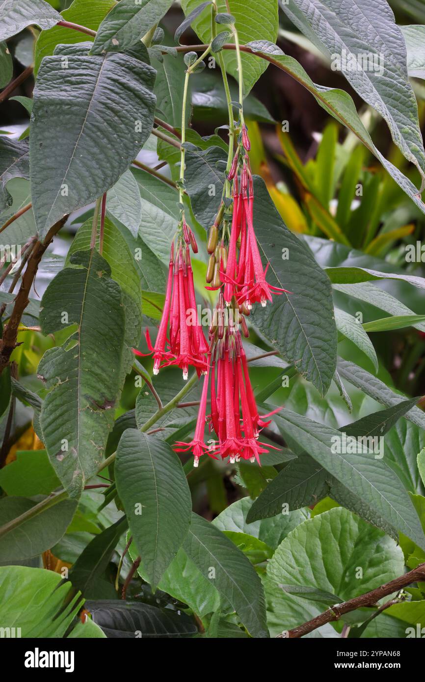Fuchsia boliniana (Fuchsia boliviana), fiori appesi e foglie, Madeira Foto Stock