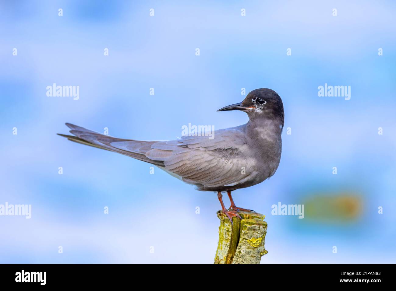 La terna nera (Chlidonias niger), nella nidificazione del piumaggio, si erge su un palo, Paesi Bassi, Frisia, De Tike Foto Stock