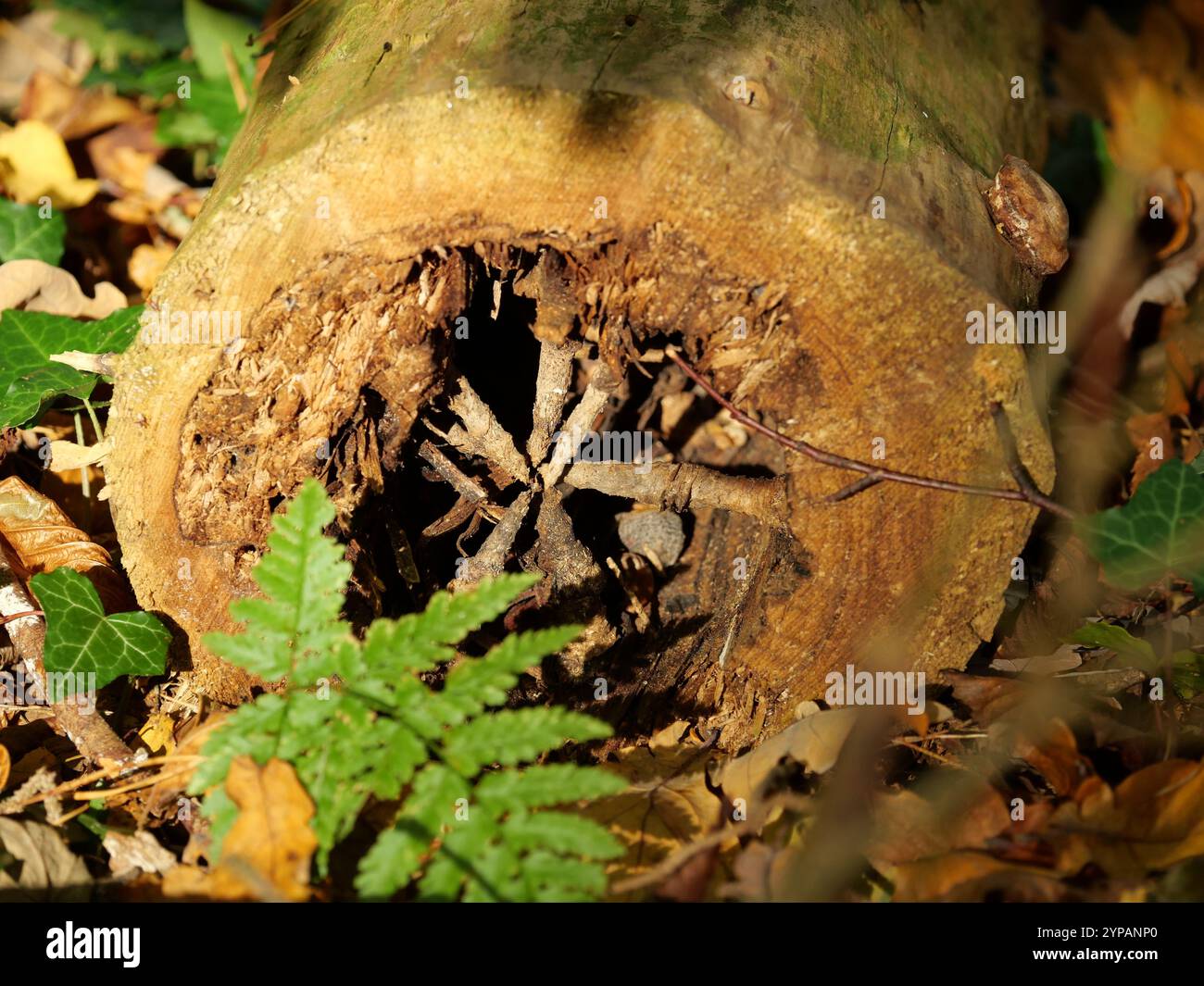 Ancoraggio diramazione - il tronco di albero cavo mostra al suo interno "strutture simili a diramazioni". Gli ancoraggi bizzarri sono resinati e compattati e protetti dal deterioramento Foto Stock