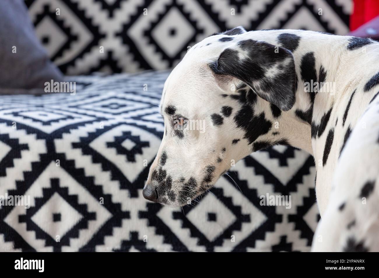 Profilo di un cane dalmata su sfondo bianco e nero Foto Stock