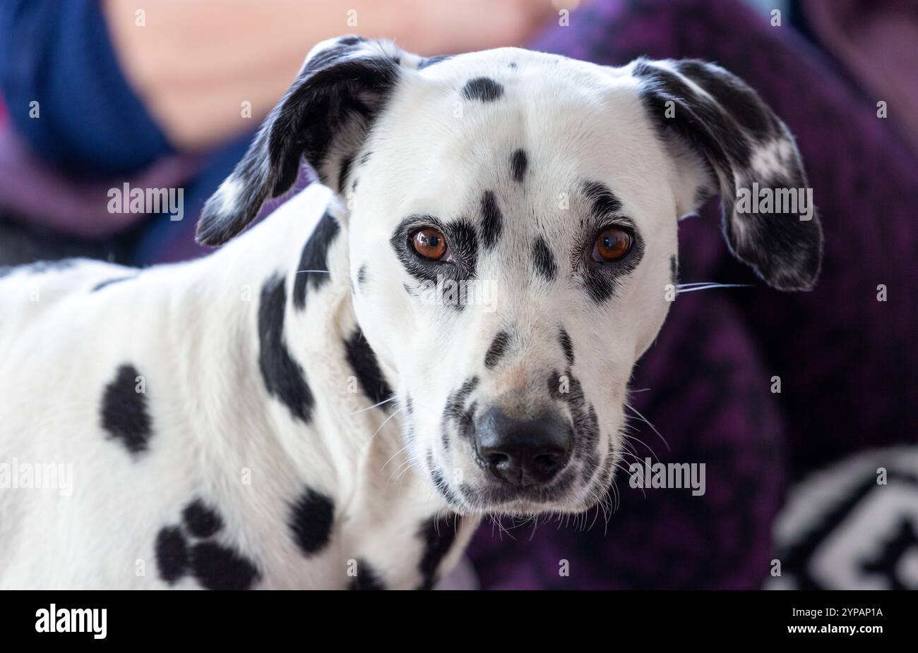 Cane dalmata che guarda alla macchina fotografica Foto Stock