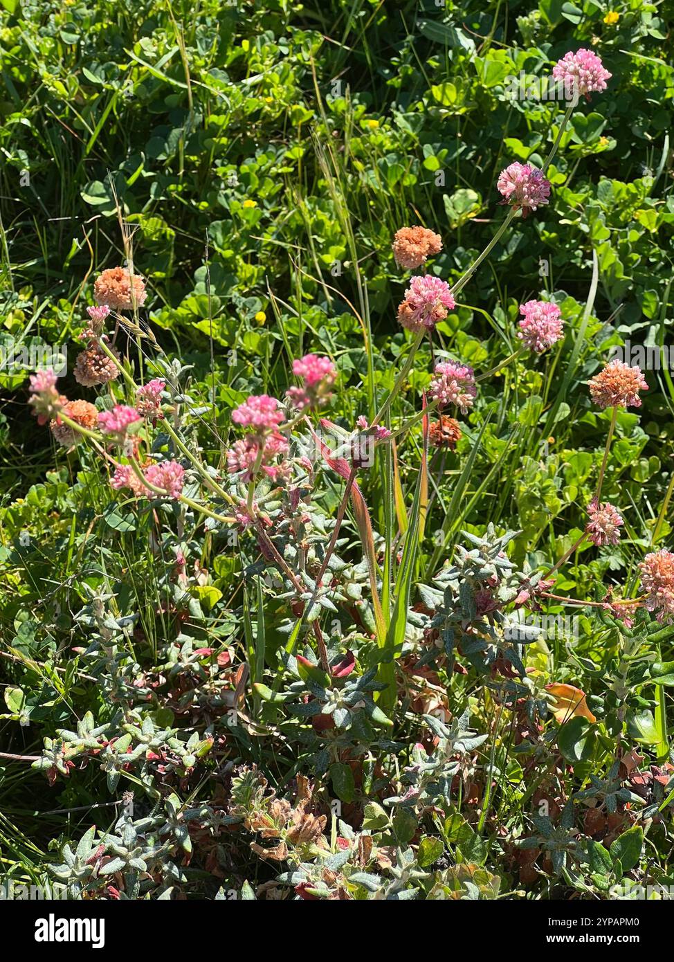 Grano saraceno (Eriogonum latifolium) Foto Stock