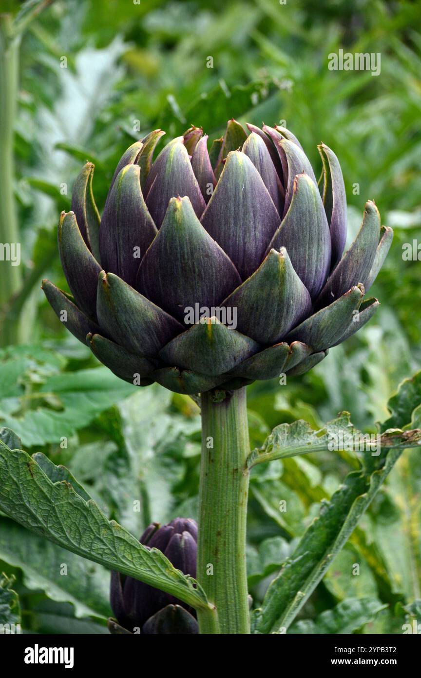 Singolo grande carciofo Globe viola/verde (Cynara Scolymus) coltivato nel giardino vegetale di RHS Garden Harlow Carr, Harrogate, Yorkshire, Inghilterra. Foto Stock