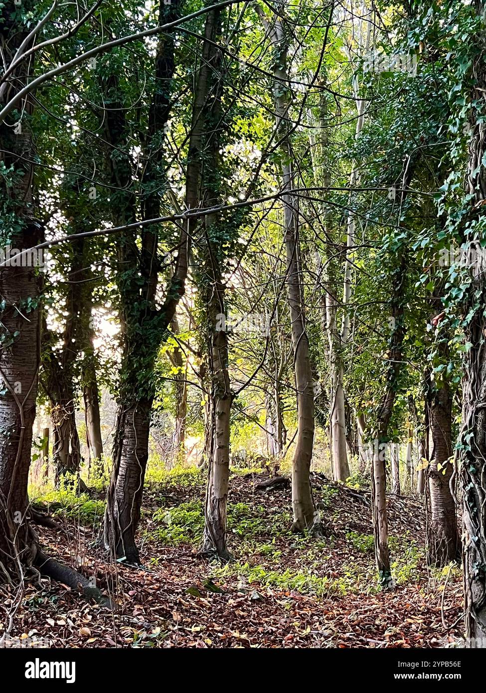 Alberi boschivi in autunno, i rookeries, Womersley, North Yorkshire, Regno Unito Foto Stock