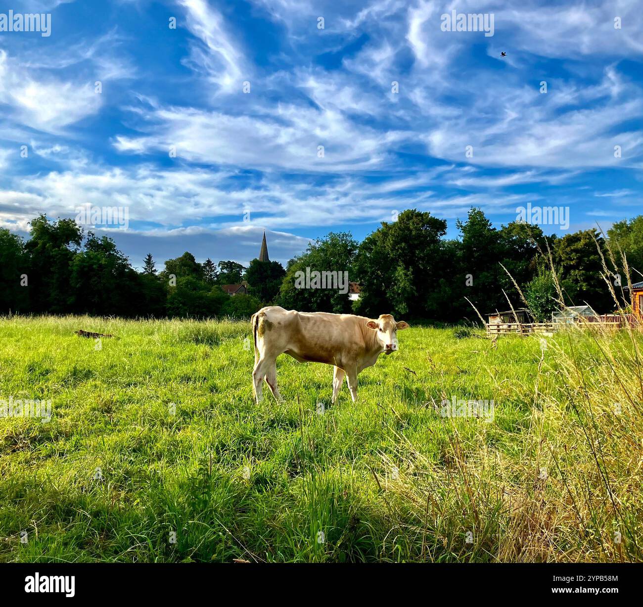 Una sola mucca solitaria in un campo, Womersley, North Yorkshire, Regno Unito - Immagine stock catturata con smartphone