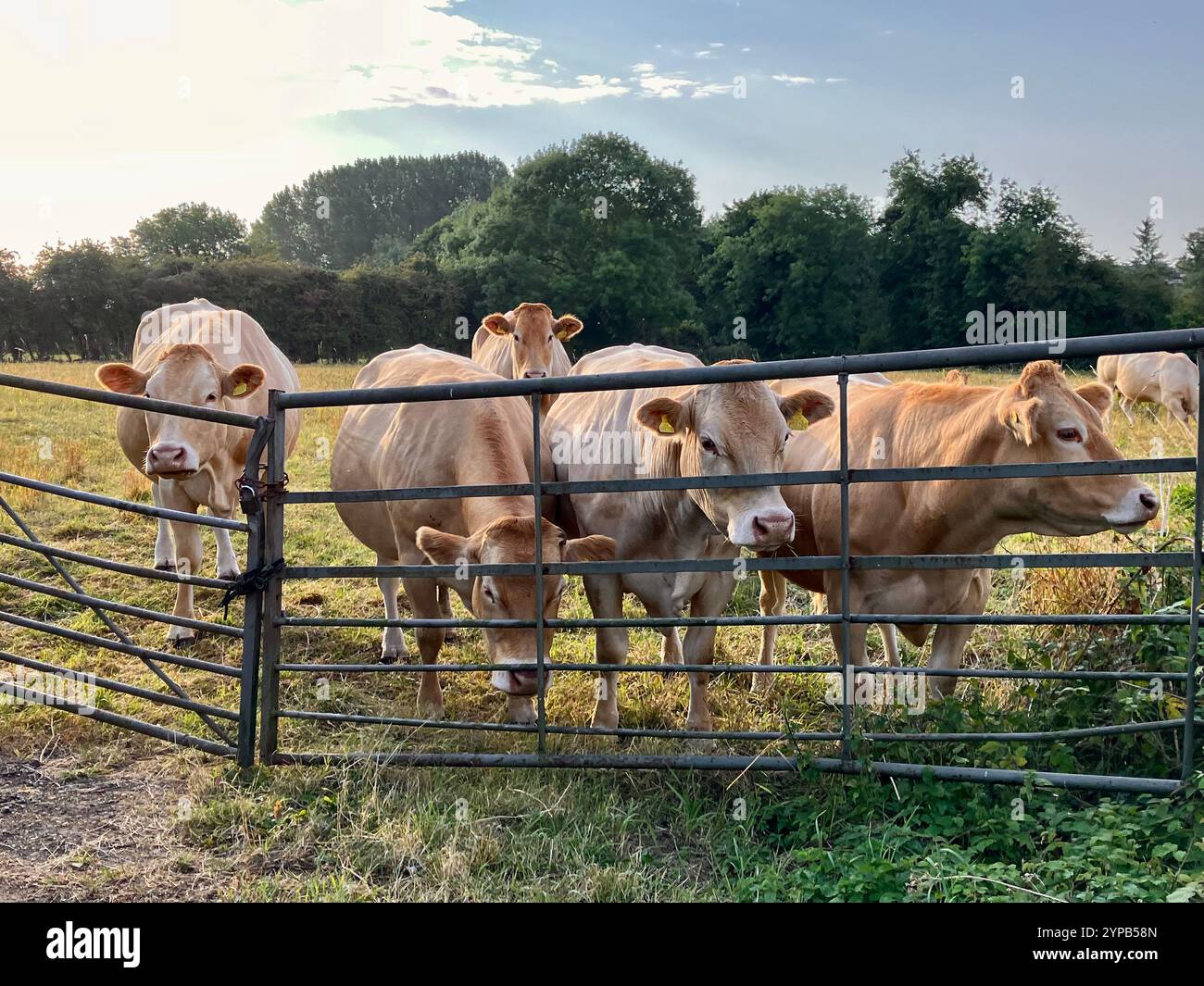 Mucche in un campo, Womersley, North Yorkshire, Regno Unito - Immagine stock catturata con smartphone